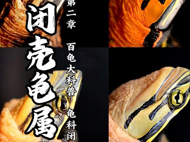 三线闭壳龟和黄缘哪个好
