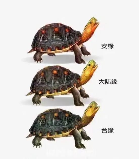 金钱龟和黄缘龟有什么区别啊.