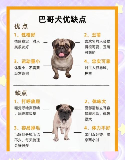 如何训练巴哥犬?
