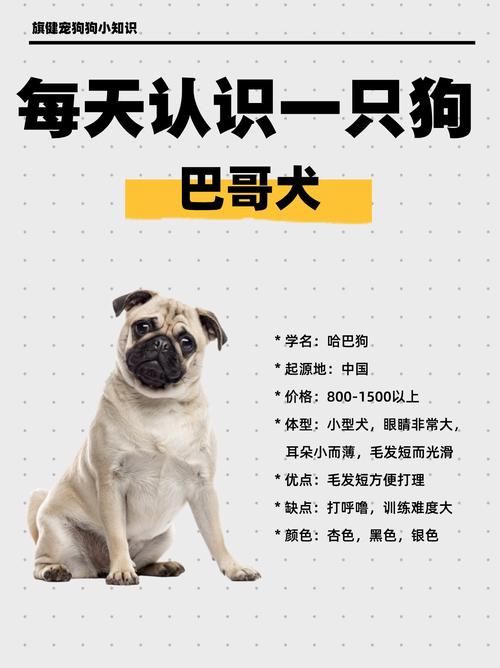 怎么训练巴哥犬?