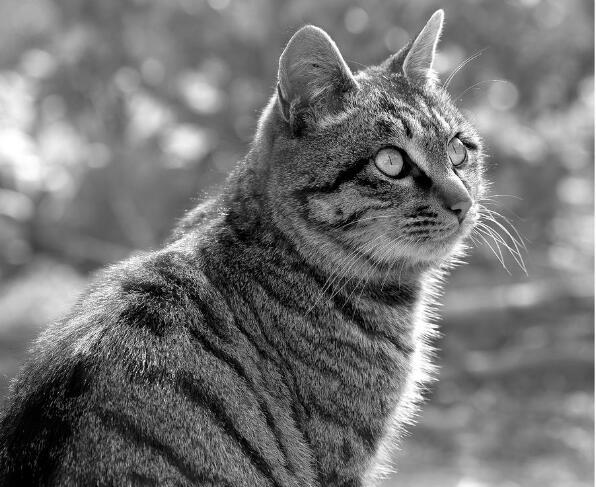 灰色的小土猫很少见吗?