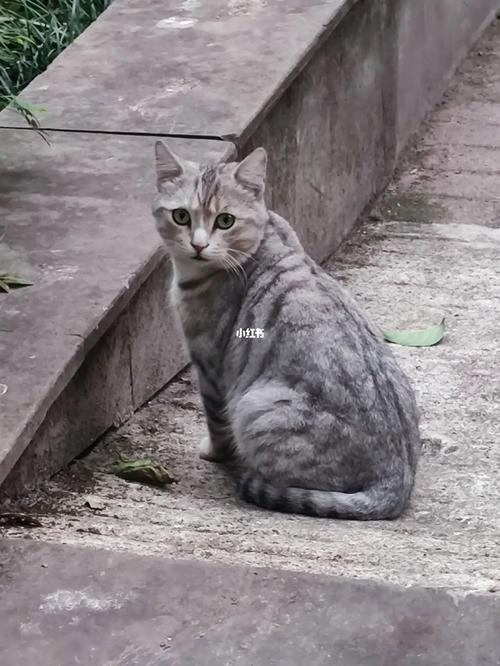 灰色的猫是什么品种