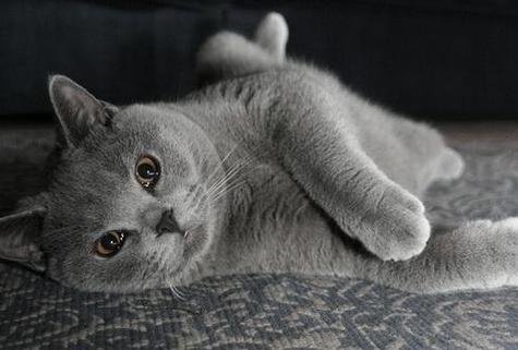 这个猫咪是土猫么,一般土猫好像没有灰色吧?