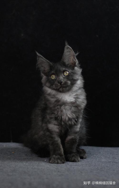 今天买了个小土猫,怎么养???