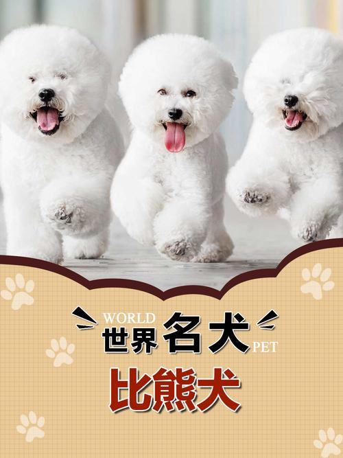 巴比熊犬和比熊一样吗?