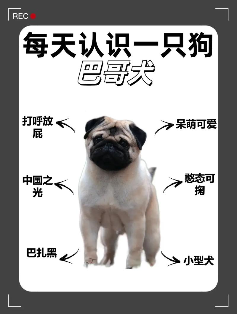 巴哥判定标准