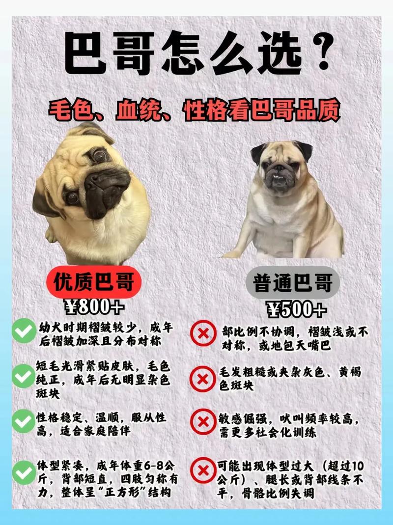 巴哥犬怎么看纯不纯