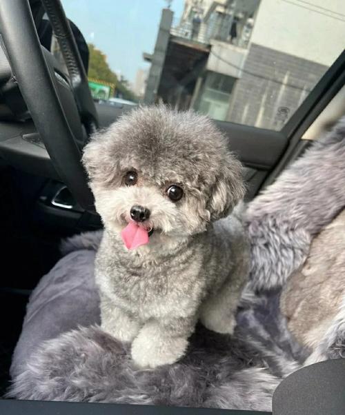 灰泰迪多少钱灰色泰迪胸前有白色毛多钱