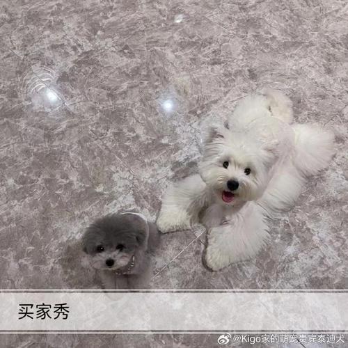 灰色飞耳泰迪的外貌特点有哪些呢?