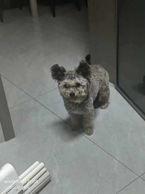 灰色泰迪是什么品种的啊?