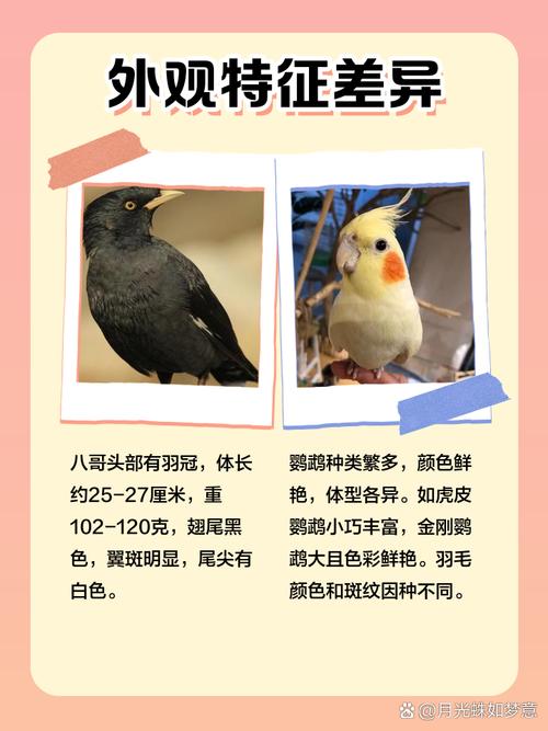 鹦鹉和八哥为什么会说人话