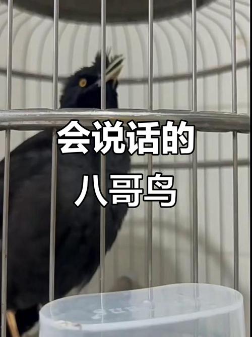 八哥鸟为什么会说话