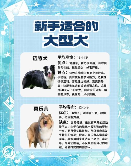 边牧幼犬怎么喂养