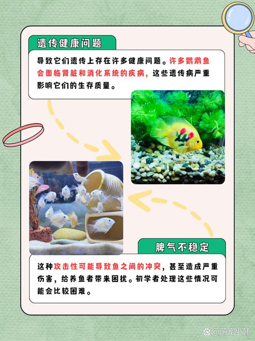 鹦鹉鱼养多久才不怕人,怎么养不怕人