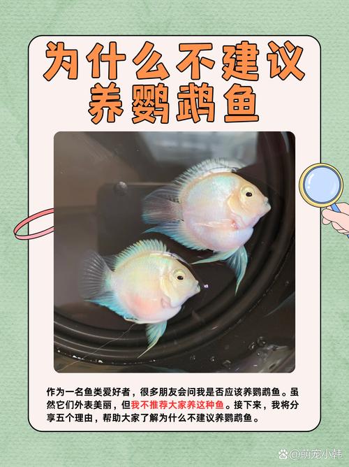 鹦鹉鱼怎么养长得快