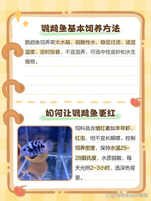 鹦鹉鱼怎么才能养大,怎么养颜色红