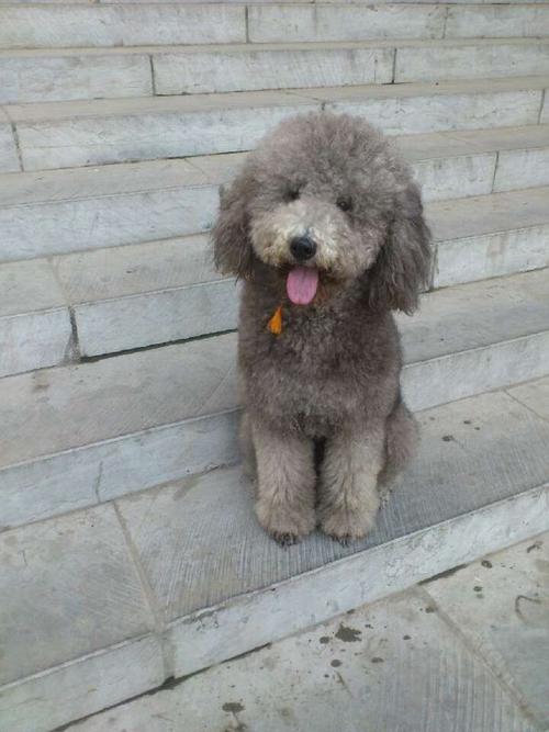 灰色巨贵犬几个月能反灰色