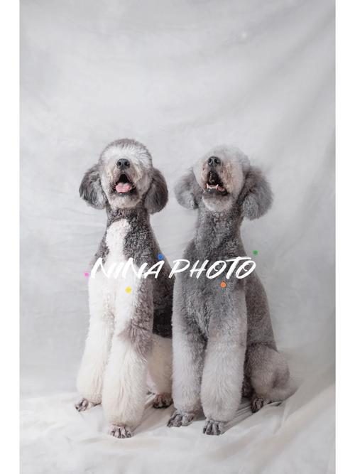 巨贵幼犬出生一个多月了被毛里面就是灰色,外面是黑色的,头顶来毛是暗...