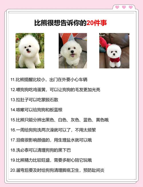 如何喂养比熊犬养毛色好看?