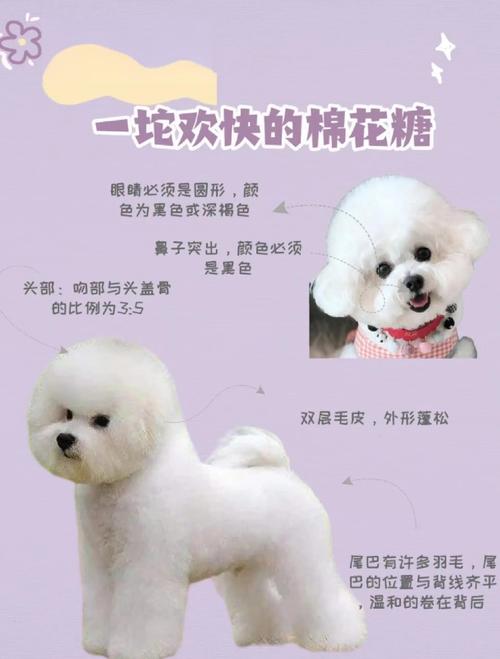 比熊犬好养吗?都该注意什么?