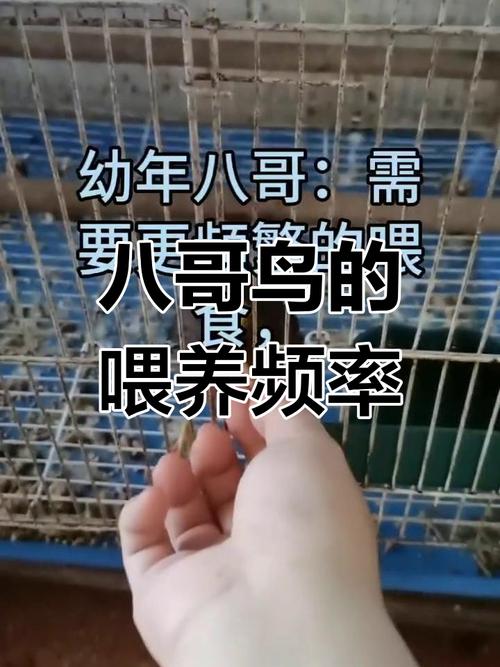 八哥和鹦鹉哪个听话,而且教话容易、多少价位一只好品种。还有具体教程...