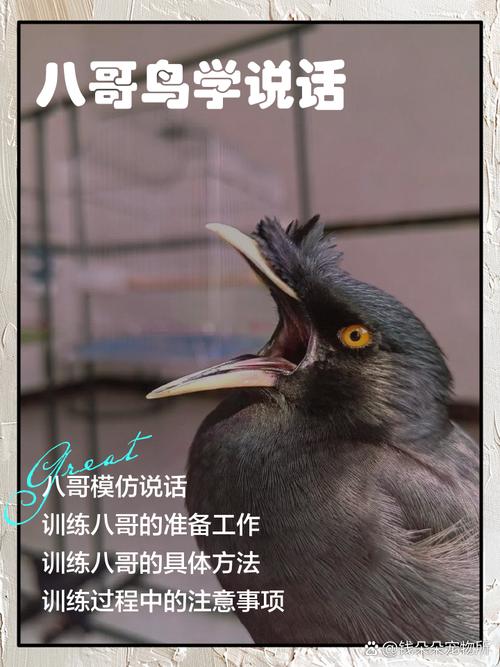 八哥说话教程录音