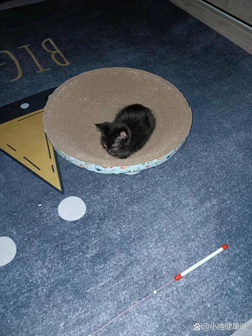 猫瘟对人有影响吗