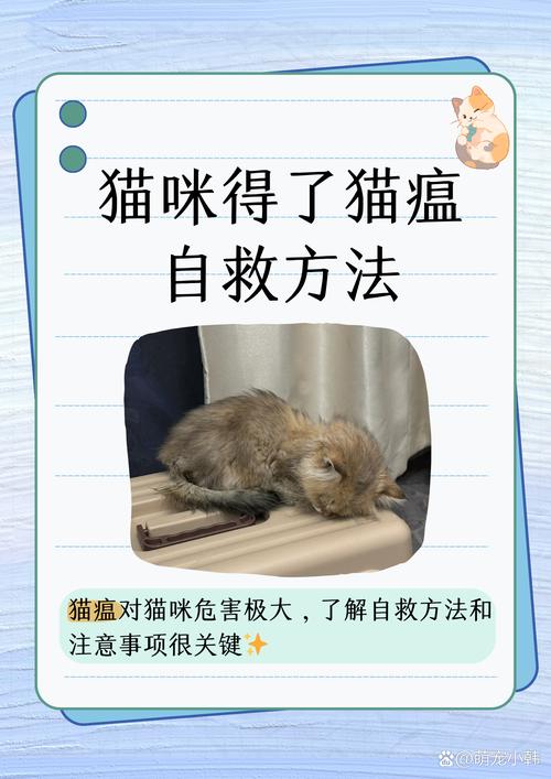 猫瘟会传染人吗?