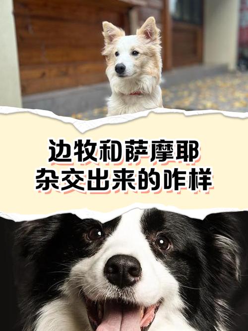 边境牧羊犬和萨摩耶选哪一个?求建议