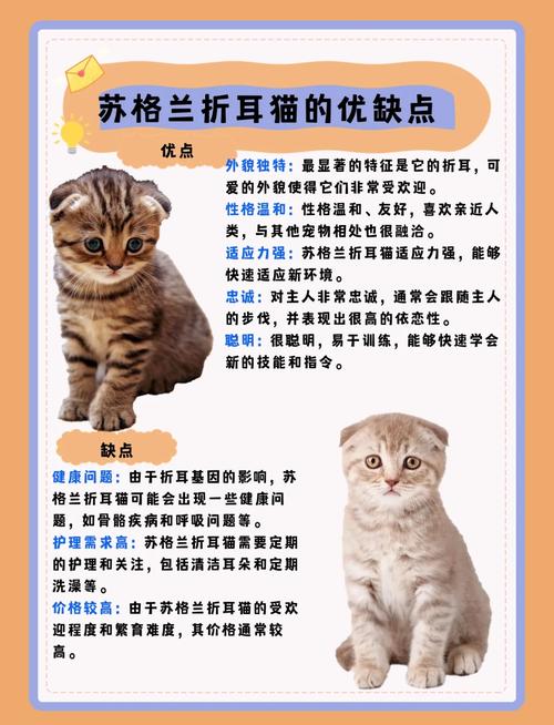 纯白高地猫怎么样?