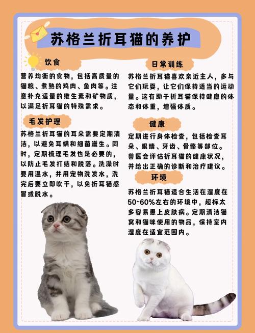 苏格兰折耳猫是怎么培育出来的,性格怎么样,容易得病吗?