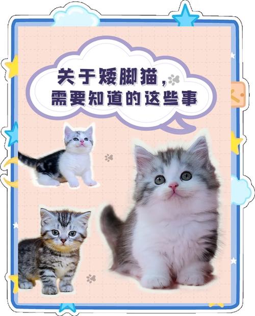 短脚猫的寿命有多长为什么不建议养