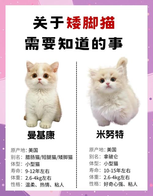 英短矮脚猫寿命是怎样的?