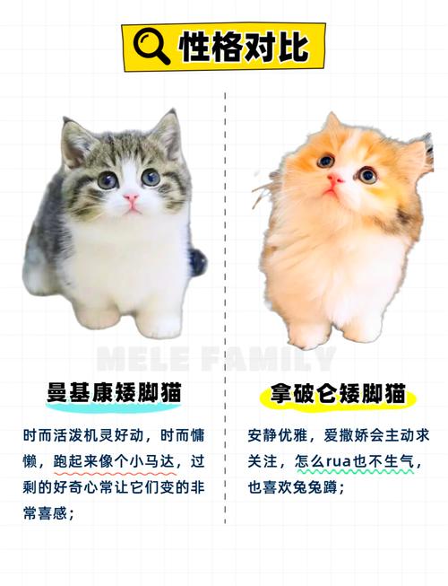 矮脚美短为什么不被认可