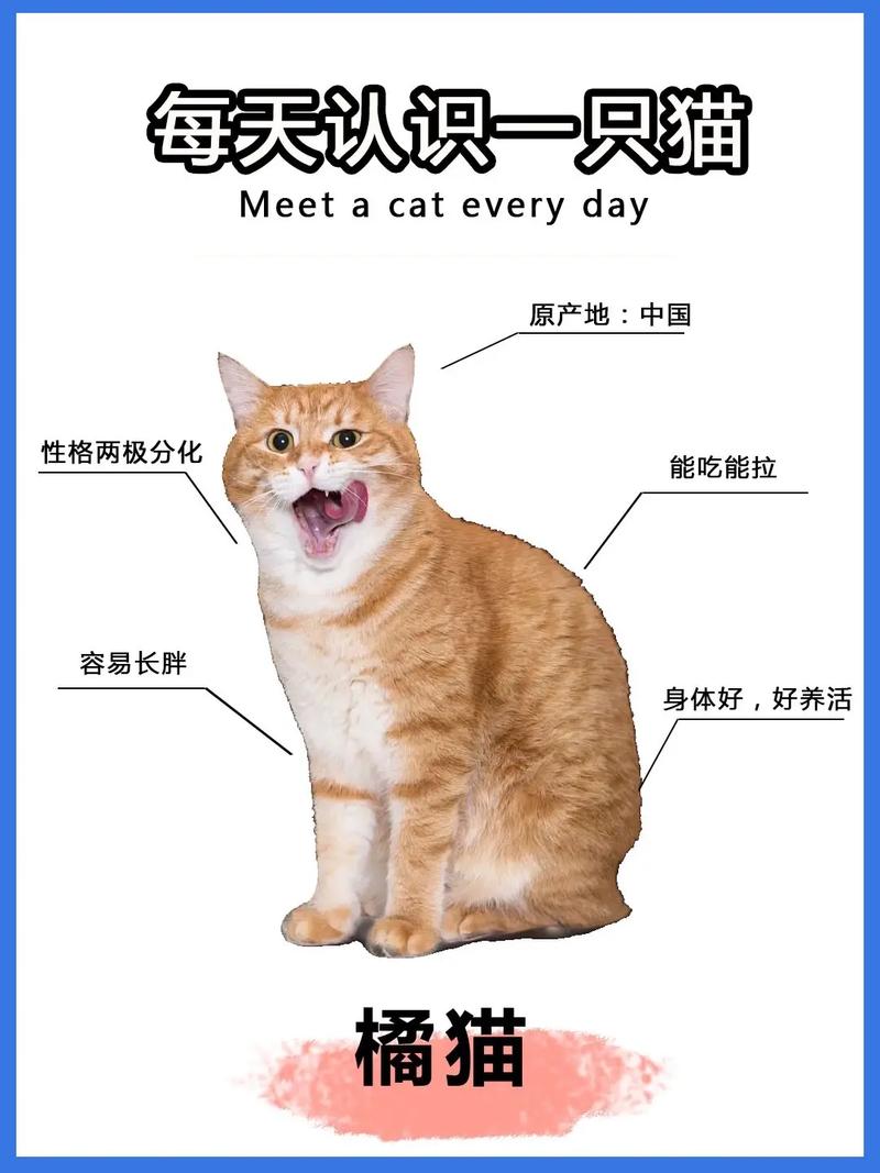橘猫多少钱一只正常价