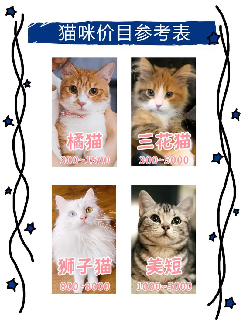 什么样的橘猫最贵呢?