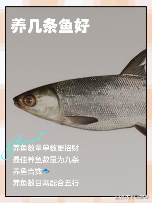 一般养鱼几条吉利