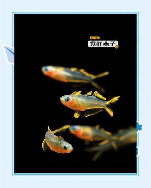 霓虹燕子算高档鱼吗?