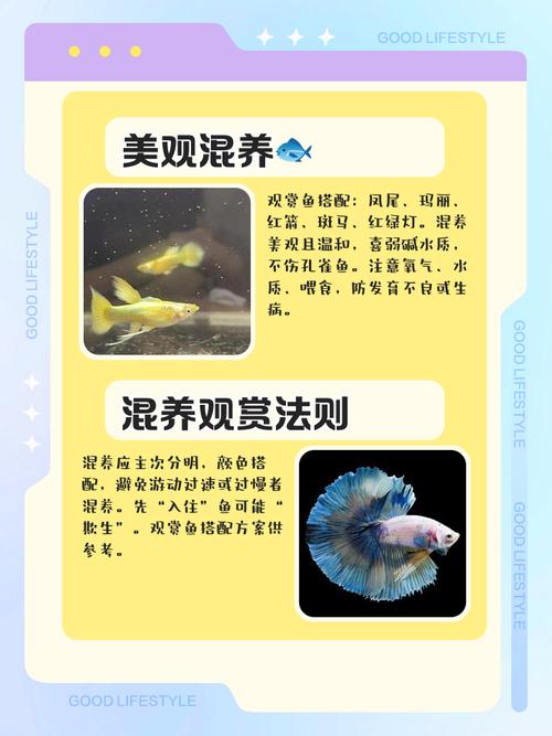 玻利维亚凤凰鱼能和什么混养