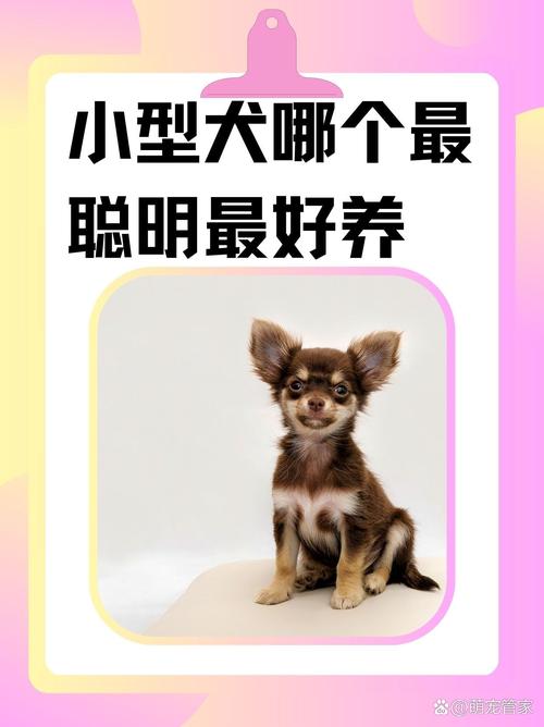 小型犬哪个最聪明比较好
养