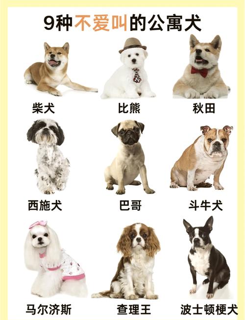 有没有好养的中小型犬推荐?