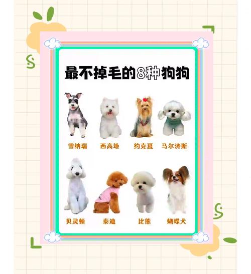 干净好养的小型犬排名不掉毛安静的有哪些