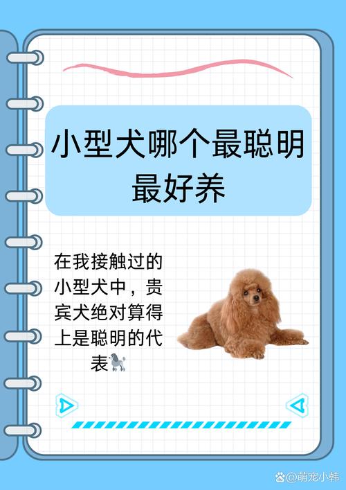 最干净比较好
养的小型犬