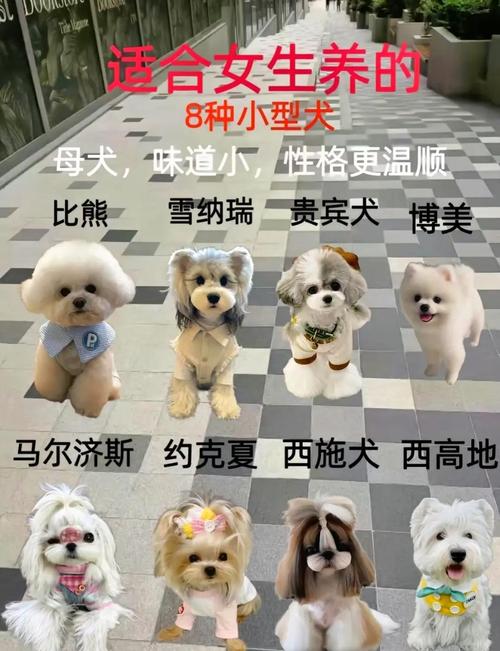 安静不叫的狗狗有哪些品种