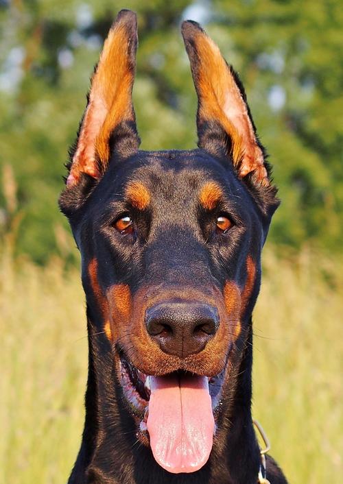 曼彻斯特梗图片|曼彻斯特梗犬标准