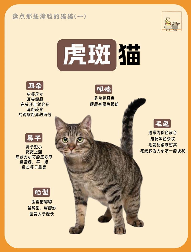 如何区别狸花猫和其他的品种猫?