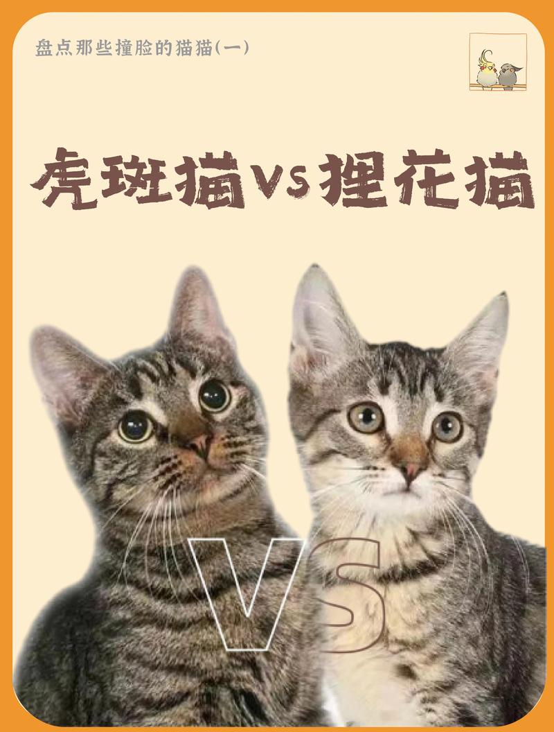 中华田园猫和狸花猫有哪些区别?