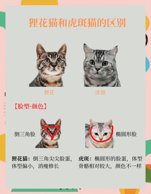 狸白猫和狸花猫的区别
