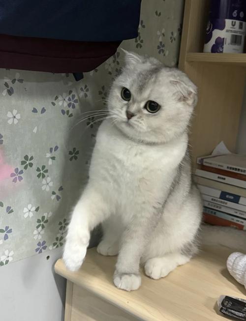 一只纯种的黑色折耳猫多少钱?