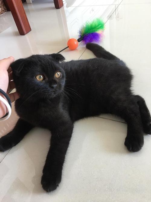 折耳猫多少钱一只